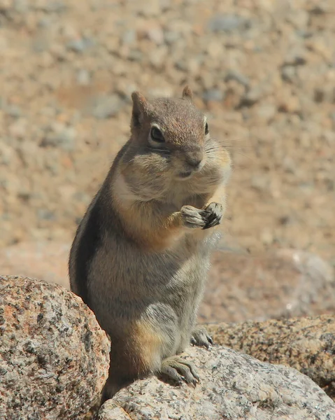 Золотистая Наземная Белка Своей Щекой Полная Callospermophilus Lateralis — стоковое фото