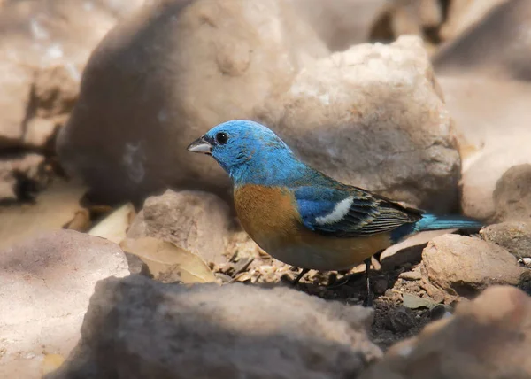 Lazuli Bunting Male Passerina Amoena — Stock Photo, Image