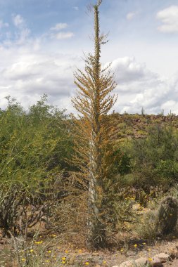Boojum Ağacı (fouquieria columnaris)