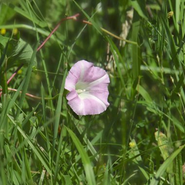 Vahşi bir petunyanın yakınındayız.
