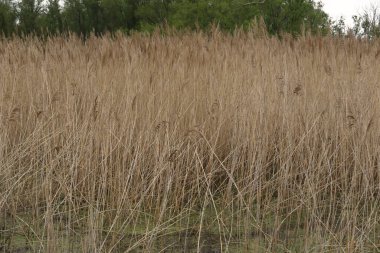 Bir phragmites australis standına yakın çekim