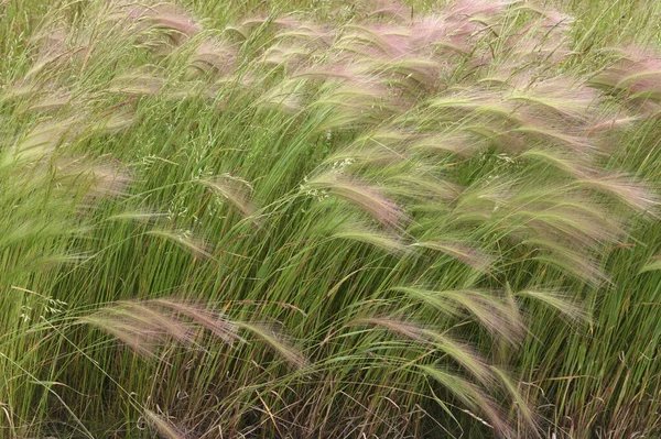 Foxtail Barley Ornamental Grass — стокове фото