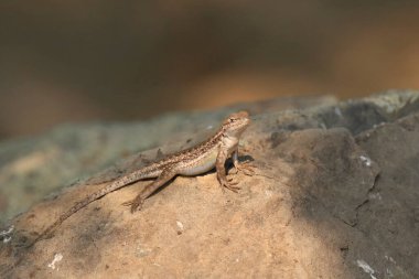 Sagebrush Kertenkelesi (sceloporus graciosus) 