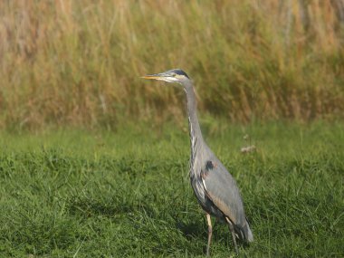 Büyük Mavi Balıkçıl (ardea herodias)