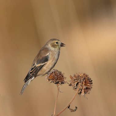 Amerikan ispinozu (kış, erkek) (spinus tristis)