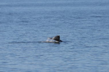 Gri Balina Uçurtması (eschrichtius robustus)