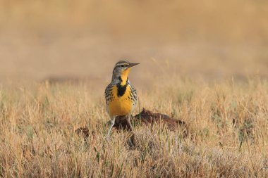Batı Meadowlark (sturnella ihmal)