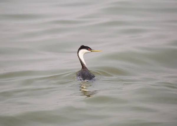 Grebe Ocidental Aechmophorus Occidentalis — Fotografia de Stock