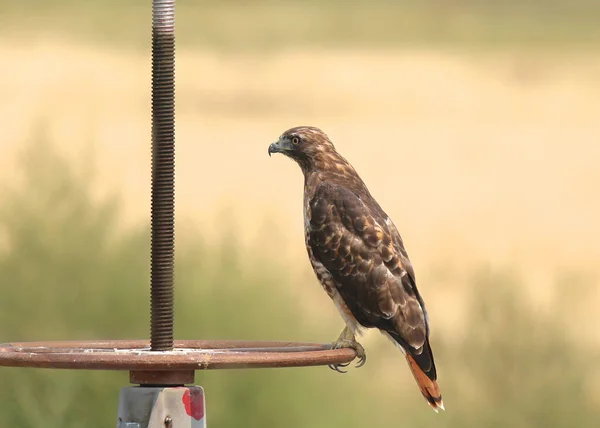 Red-tailed Hawk sitting on an irrigation control device (buteo jamaicensis)