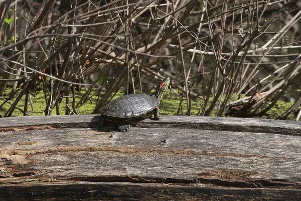 Red Eared Slider Turtle Trachemys Scripta Elegans — Stock Photo, Image