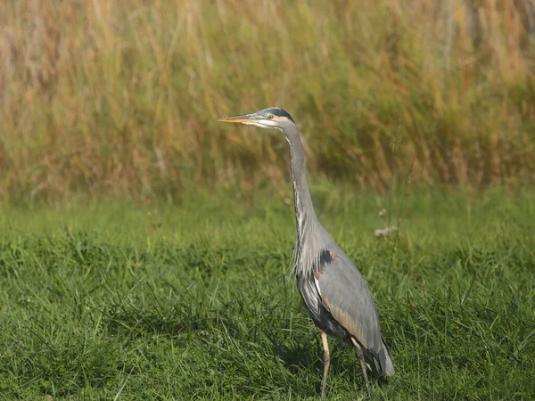 Grande Garça Azul Ardea Herodias — Fotografia de Stock