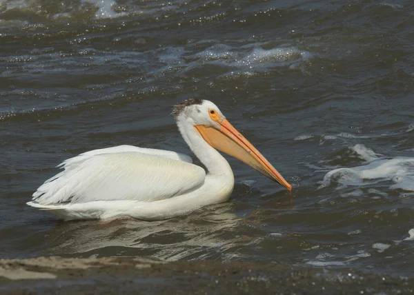 Pelícano Blanco Americano Pelecanus Erythrothynchos — Foto de Stock