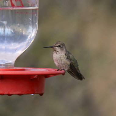 Anna 'nın sinekkuşu (dişi) geleneksel besleyicide (calypte anna))