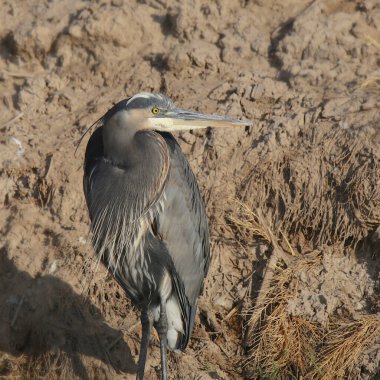 Büyük Mavi Balıkçıl (ardea herodias)