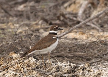 Killdeer (plover) (charadrius vociferus))