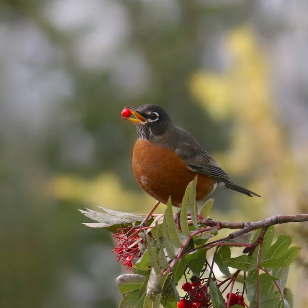 Americký Robin Bobulí Zobáku Turdus Migratorius — Stock fotografie