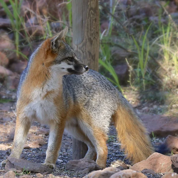 Zorro Gris Urocyon Cinereoargenteus — Foto de Stock