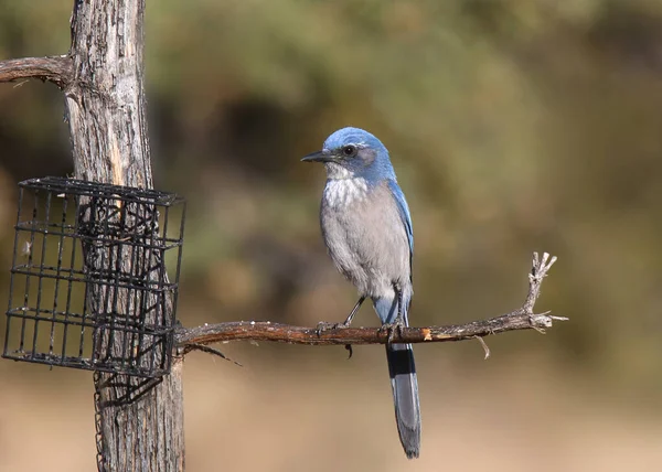 Trähus Scrub Jay Tom Suet Feeder Aphelocoma Woodhouseii — Stockfoto