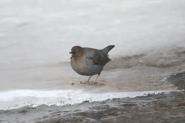 Ouzel American Dipper Con Pico Abierto Cinclus Mexicanus — Foto de Stock