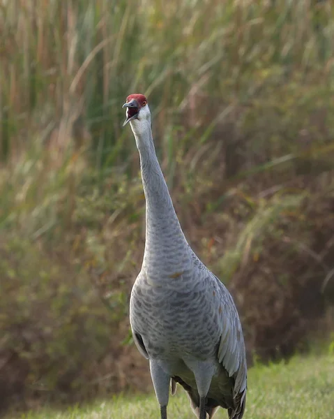 산비탈 크레인 Grus Canadensis 트럼펫 — 스톡 사진