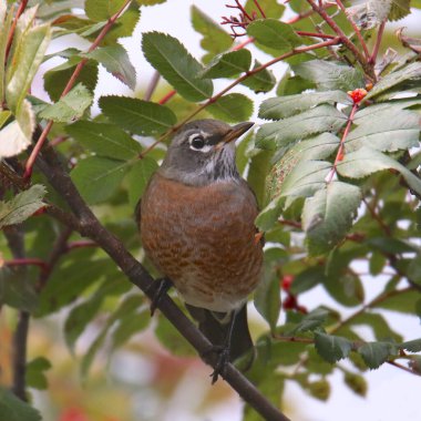 Amerikalı Robin (turdus migratorius)