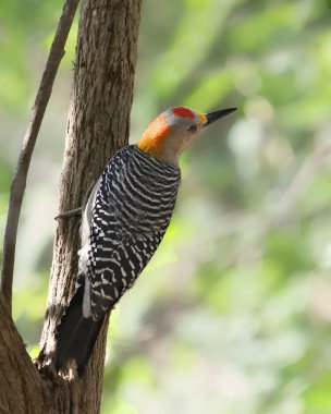 Golden-fronted Woodpecker (melanerpes aurifrons) clipart