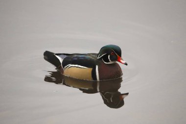 Wood Duck (erkek) (aix sponsa))