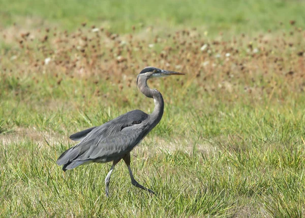 Grand Héroon Bleu Ardea Herodias — Photo