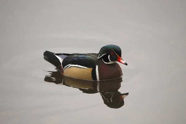 Canard Branchu Mâle Aix Sponsa — Photo