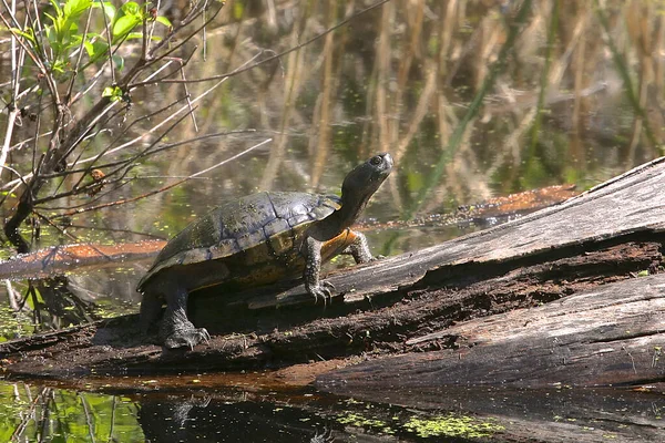 Batı Tavuk Kaplumbağası (deirochelys reticularia miaria)