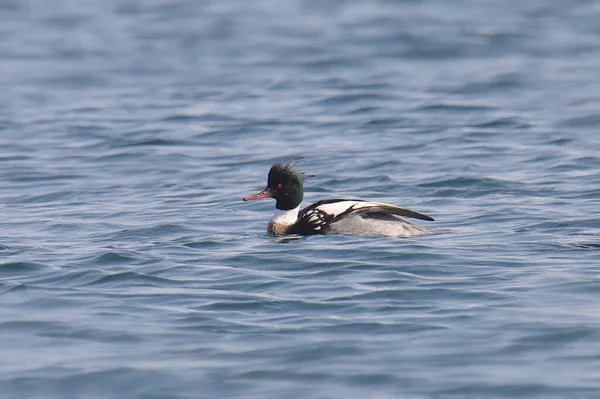 Merganser Laki Laki Berambut Merah Serrator Mergus — Stok Foto