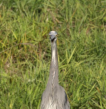Büyük Mavi Balıkçıl (sadece baş ve boyun) gagası açık ileriye bakıyor (ardea herodias)