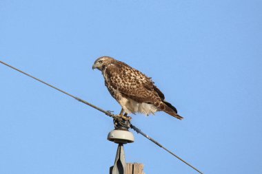 Ferruginous Hawk güç direğinde duruyor (buteo regalis)