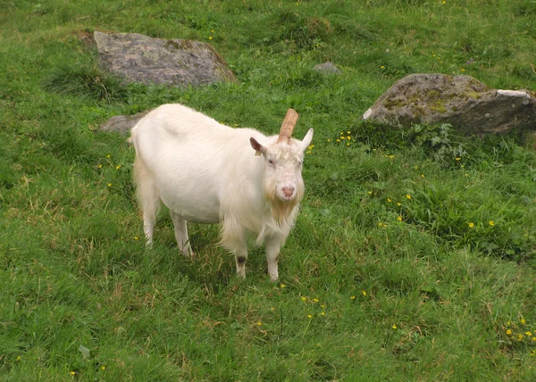 Cabra Noruega Con Cuerno Capra Aegagrus Hircus — Foto de Stock