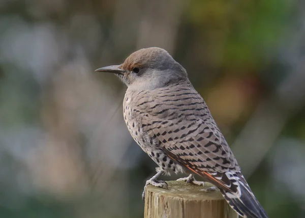 Flicker Septentrional Caña Roja Hembra Colaptus Auratus — Foto de Stock