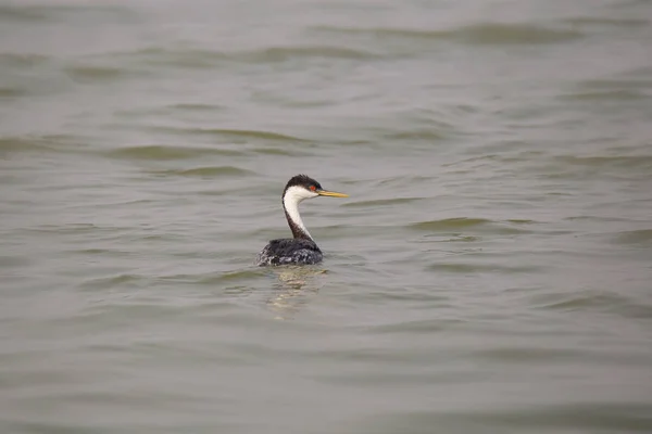 Grebe Ocidental Aechmophorus Occidentalis — Fotografia de Stock