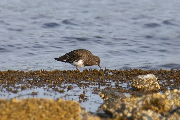 Schwarzer Steinwälzer Arenaria Melanocephala — Stockfoto