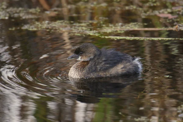 Grèbe Bec Court Podilymbus Podiceps — Photo