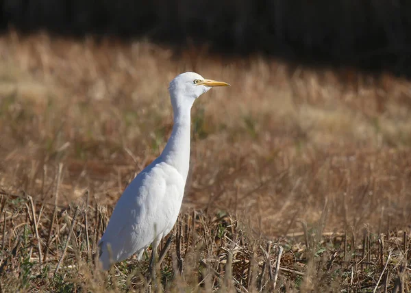 Цапля Крупного Рогатого Скота Процессе Проглатывания Bubulcus Ibis — стоковое фото