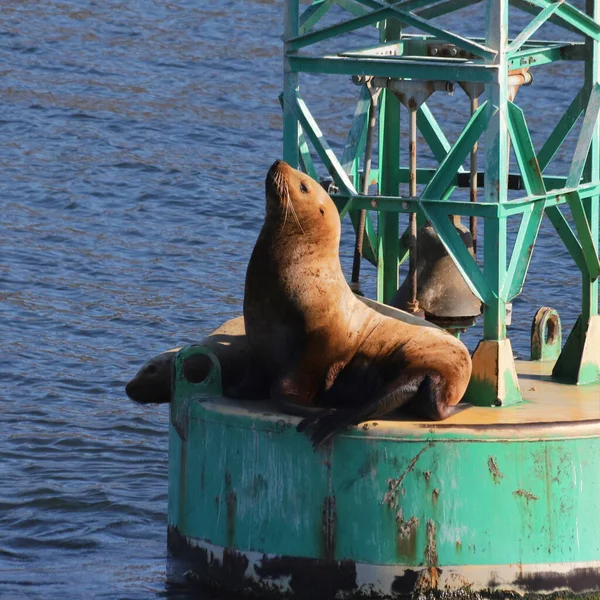 Kalifornischer Seelöwe Sonnt Sich Auf Einem Navigationsgerät Zalophus Californianus — Stockfoto