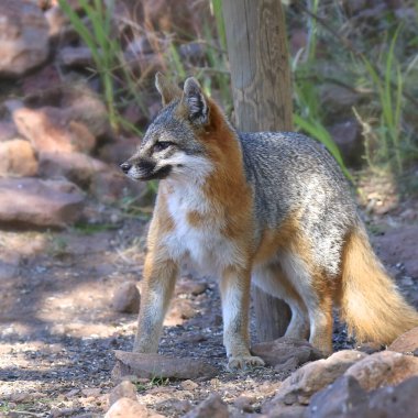 Gri Tilki (urocyon cinereoargenteus)