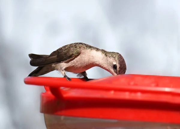 Violet Crowned Hummingbird Immature Drinking Traditional Hummingbird Feeder Amazilia Violiceps — Stock Photo, Image