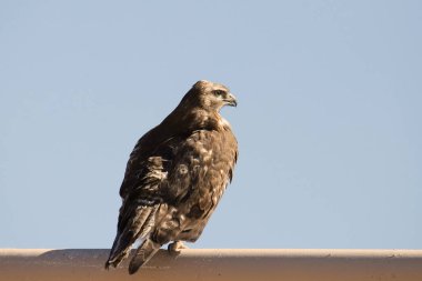 Kaba bacaklı Şahin (buteo lagopus))
