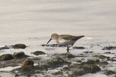 Dunlin (kış) (calidris alpina)