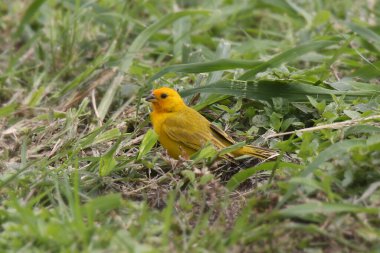 Safran Finch (Sicalis flaveola)