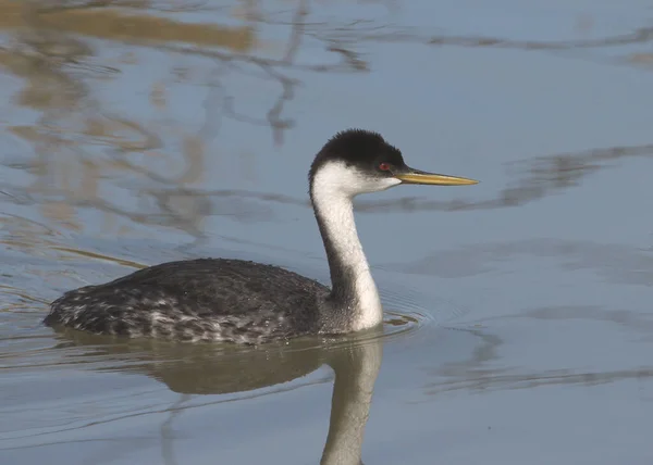 Western Grebe Aechmophorus Occidentalis — Stock Photo, Image