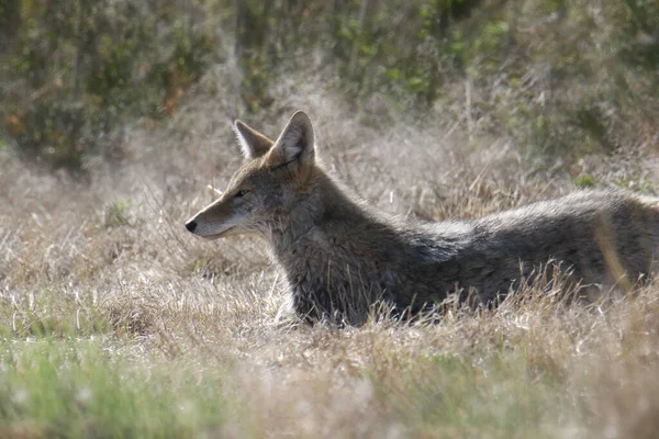 Coyote Corriendo Por Hierba Canis Latrans — Foto de Stock