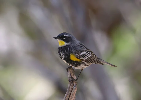 Gulstjärtad Sångare Audubon Setophaga Coronata — Stockfoto