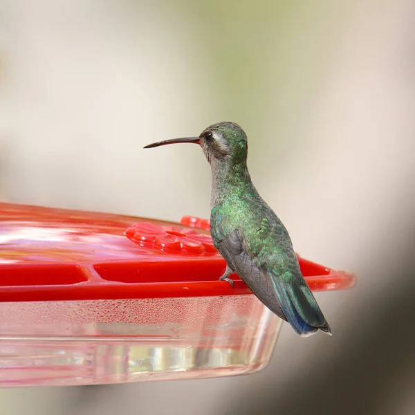 Colibrí Rivoli Hembra Alimentador Colibríes Tradicional Eugenes Fulgrens —  Fotos de Stock