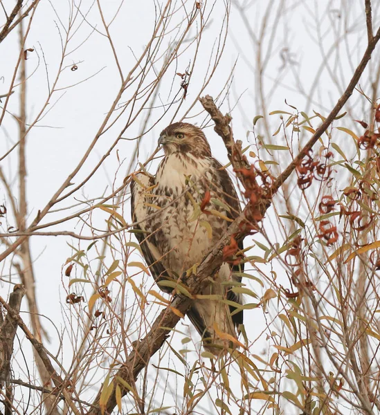 赤尾の鷹 Buteo Jamaicensis — ストック写真